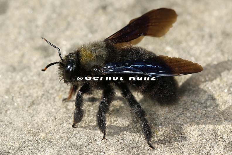 Xylocopa_violacea__Blaue_Holzbiene_M1_2v.jpg