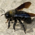Xylocopa violacea  Blaue Holzbiene M1 2v