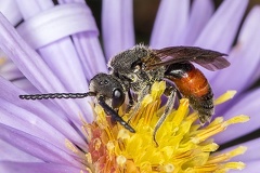 Sphecodes scabricollis  Blutbiene 1 2