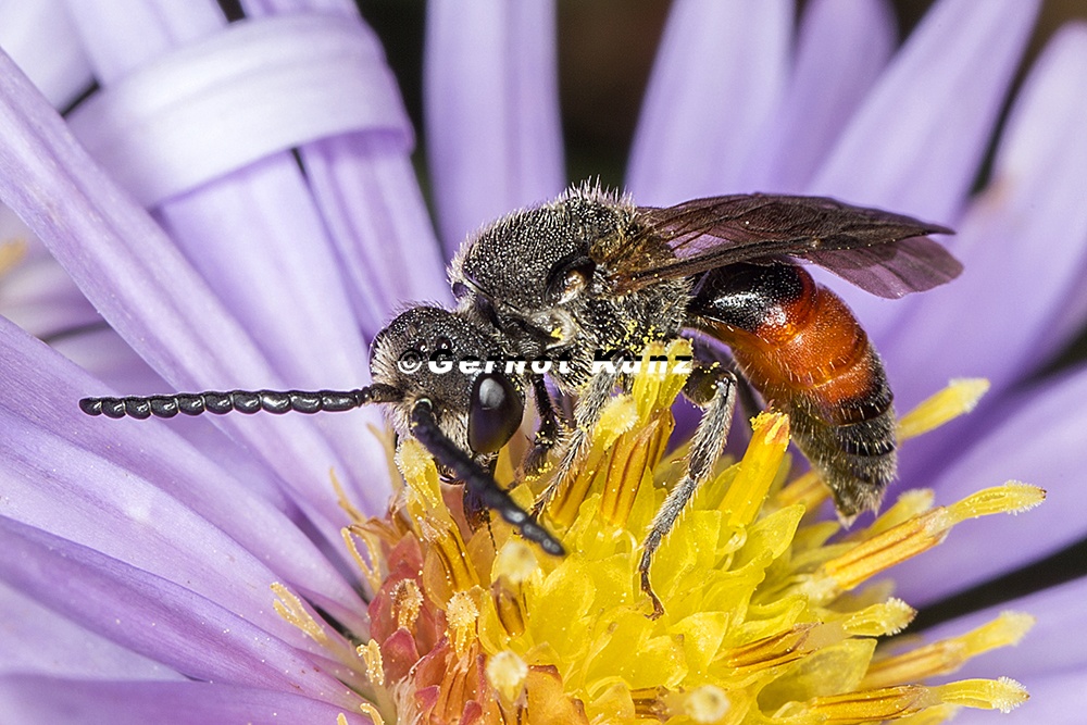 Sphecodes scabricollis  Blutbiene 1 2