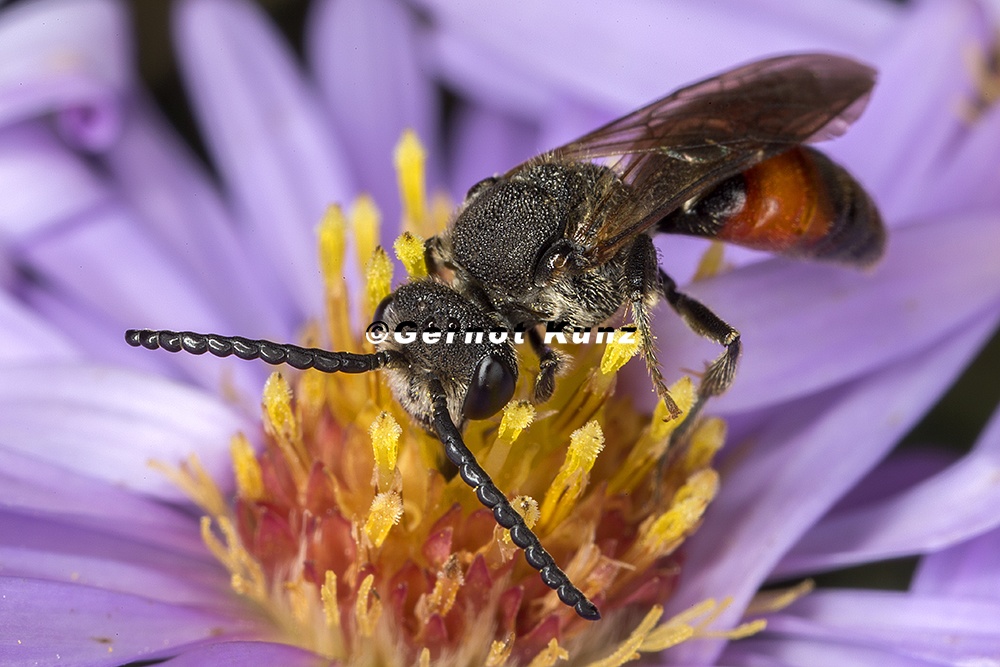 Sphecodes scabricollis  Blutbiene 2 2