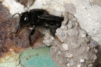 Megachile parietina  Schwarze M  rtelbiene 4 2