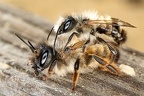 Apidae (Bienen)