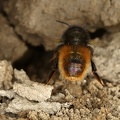 Osmia cornuta  Geh  rnte Mauerbiene W6 2