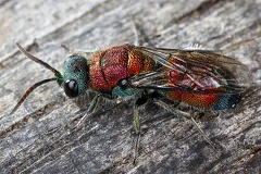 Chrysididae 6 2