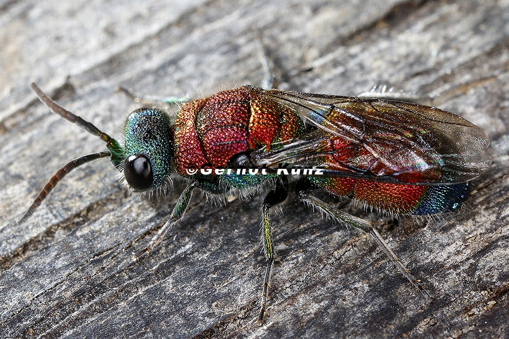 Chrysididae 6 2
