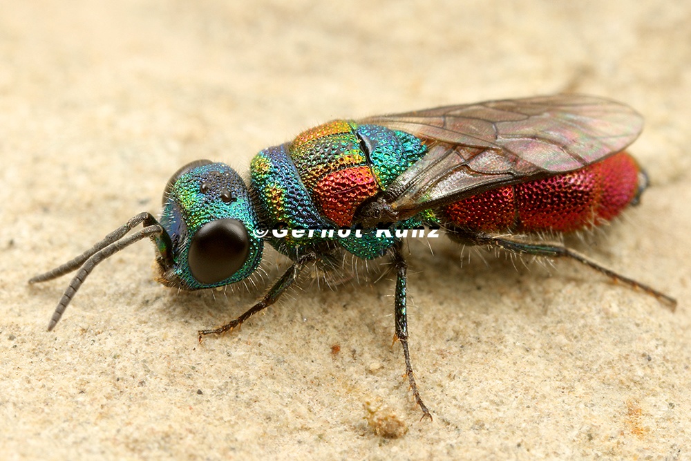 Chrysididae  Goldwespe  indet  4 2