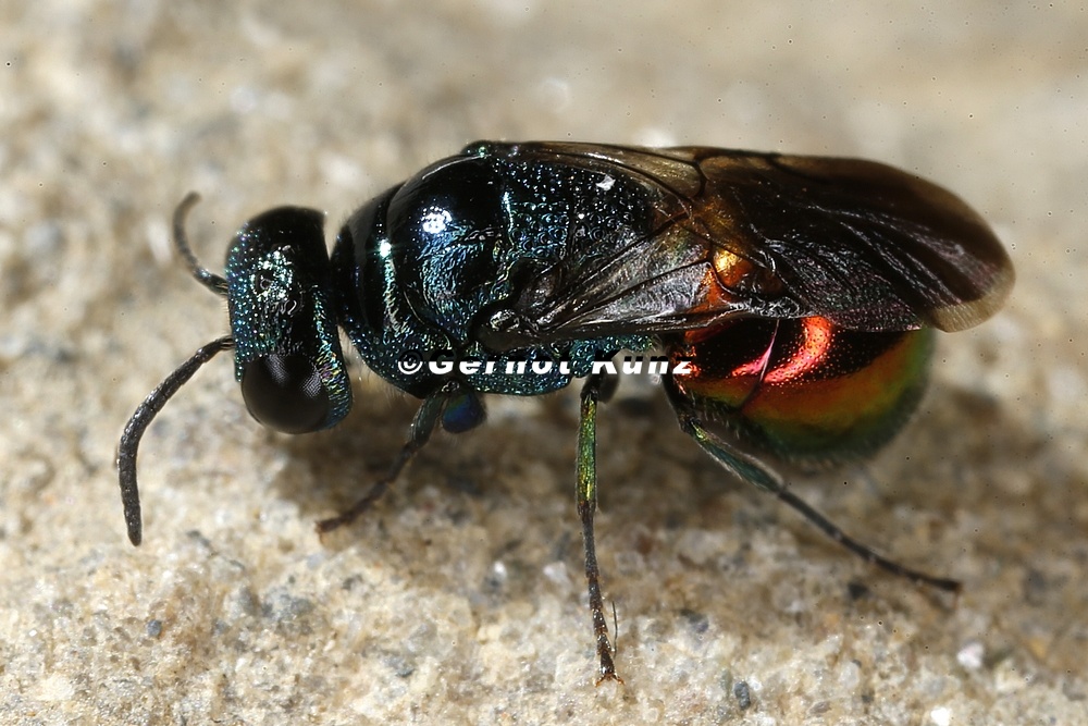 Chrysididae  Goldwespe  indet  5 2