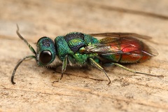 Chrysididae  Goldwespe  indet  8 2