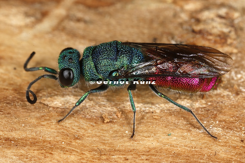 Chrysididae indet  1 2