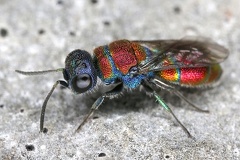 Chrysididae indet  4 2