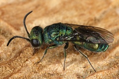 Chrysididae indet  8 2