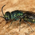 Chrysididae indet  8 2