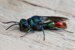 Chrysis fulgida   7 2