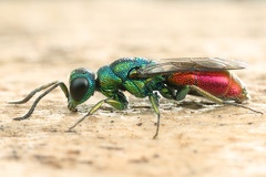 Chrysis gracillima 8 2