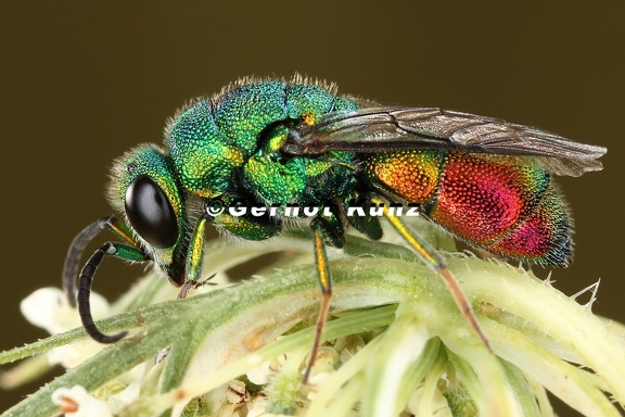 Chrysis marginata 9 2