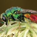 Chrysis marginata 9 2