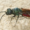 Chrysis trimaculata 1 2