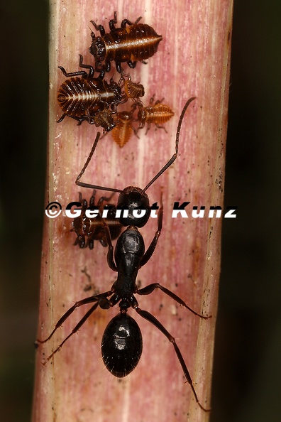 Camponotus aethiops  amp  Tettigometra macrocephala  L1 2