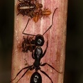 Camponotus aethiops  amp  Tettigometra macrocephala  L1 2