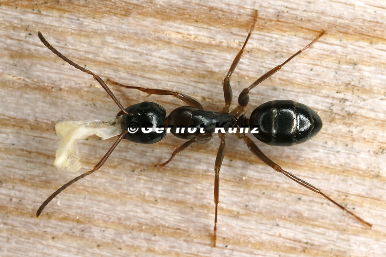 Camponotus fallax  Kerblippige Ro  ameise 1 2v