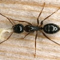 Camponotus fallax  Kerblippige Ro  ameise 1 2v