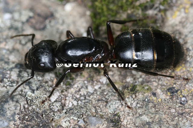 Camponotus herculeanus 8 2v