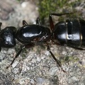 Camponotus herculeanus 8 2v
