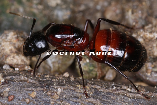 Camponotus lignipera  Braunschwarze Rossameise 1