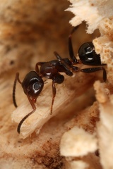 Camponotus truncatus  St  pselkopfameise-Arbeiterin W7 3
