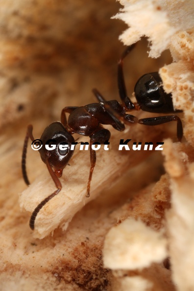 Camponotus truncatus  St  pselkopfameise-Arbeiterin W7 3