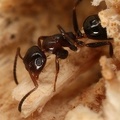 Camponotus_truncatus__St__pselkopfameise-Arbeiterin_W7_3.jpg