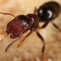 Camponotus truncatus  St  pselkopfameise-T  rschlie  er-Morphe W3 2