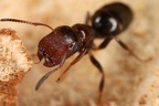 Camponotus truncatus  St  pselkopfameise-T  rschlie  er-Morphe W3 2