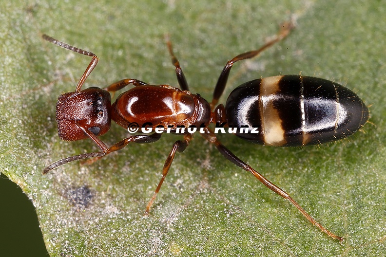 Camponotus truncatus  St  pselkopfameise K6 2v