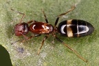 Camponotus truncatus  St  pselkopfameise K6 2v