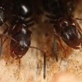Camponotus truncatus  St  pselkopfameise W5 2