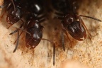 Camponotus truncatus  St  pselkopfameise W5 2
