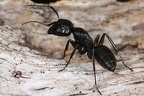 Camponotus vagus  Haarige Holzameise W4 2