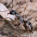 Formica lemani 9 2v
