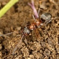 Formica rufibarbis  Rotb  rtigen Sklavenameise 7 2