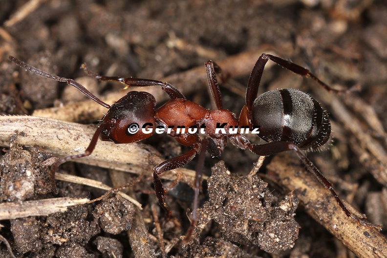 Formica_sanguinea__Blutrote_Raubameise_1_2.jpg