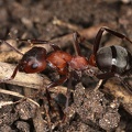 Formica sanguinea  Blutrote Raubameise 1 2