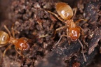 Lasius umbratus  Gelbe Schattenameise 1 2v