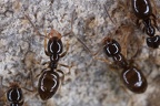 Plagiolepis pygmaea  Schuppenameise 2 2v