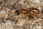 Plagiolepis xene  Arbeiterlose Zwergameise K6 2
