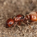 Polyergus rufescens  Amazonenameise WK1 2