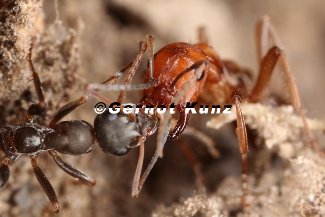 Polyergus_rufescens__Amazonenameise_W_F__tterung4_2.jpg