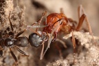 Polyergus rufescens  Amazonenameise W F  tterung4 2