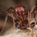 Polyergus rufescens  Amazonenameise W Kampf vs  Tetramorium impurum  Br  unliche Rasenameise 1 2